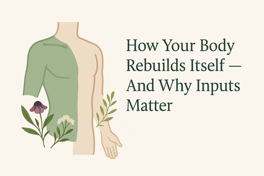 How Your Body Rebuilds Itself — And Why Inputs Matter